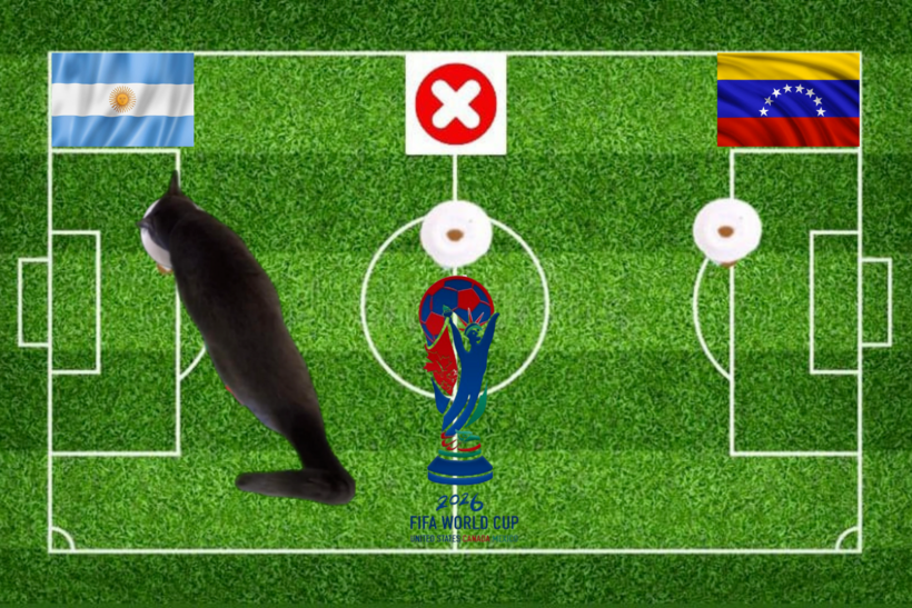 Lựa chọn của chú mèo tiên tri trước trận Venezuela vs Argentina